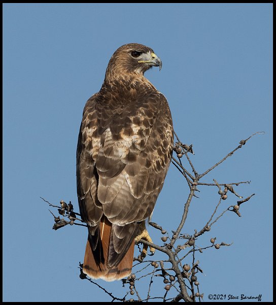 _B211450 red-tailed hawk.jpg